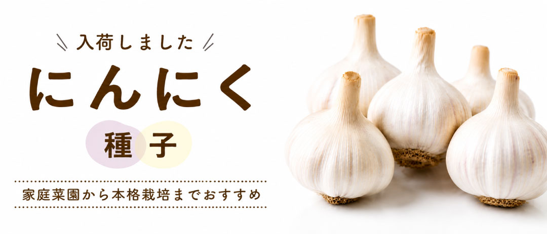 ninniku_1080_463.jpg