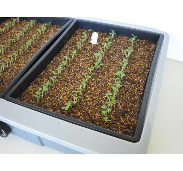 発芽育苗器 愛菜花 (あいさいか) PG-10 加温用 温度調節ダイヤル付