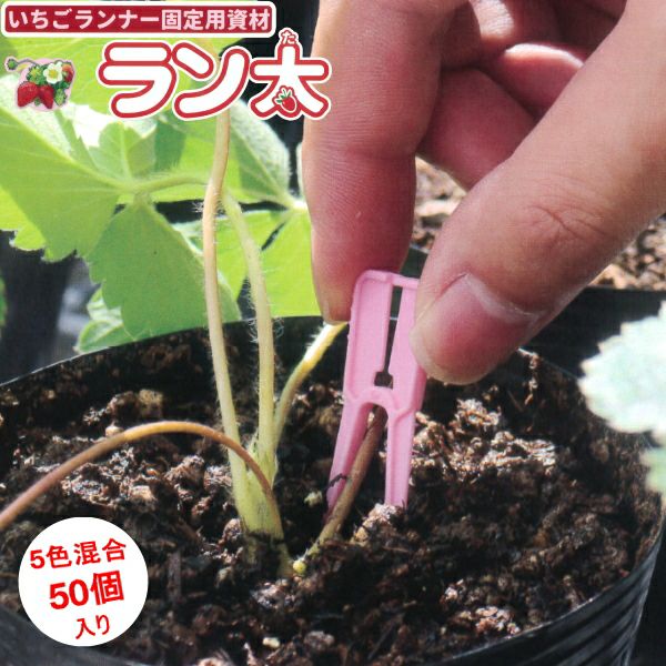 シーム カケ次郎 50個入 茎整理・病気対策フック | 農家のお店おてんとさん