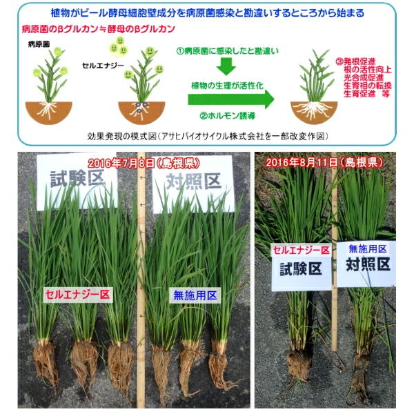清和肥料 液肥 セルエナジー 1-5-5 Fe0.5 1L ビール酵母配合 土壌潅注