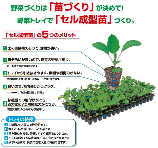 大きめ発芽苗　30本 ヤンマートレイ 30角 128穴 100枚 | 農家のお店おてんとさん