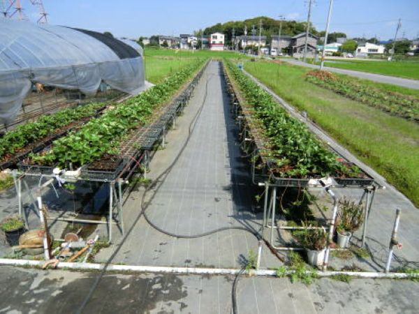 空中ポットレストレー 7cm 24穴 脚付 20枚セット 果菜類の育苗に最適