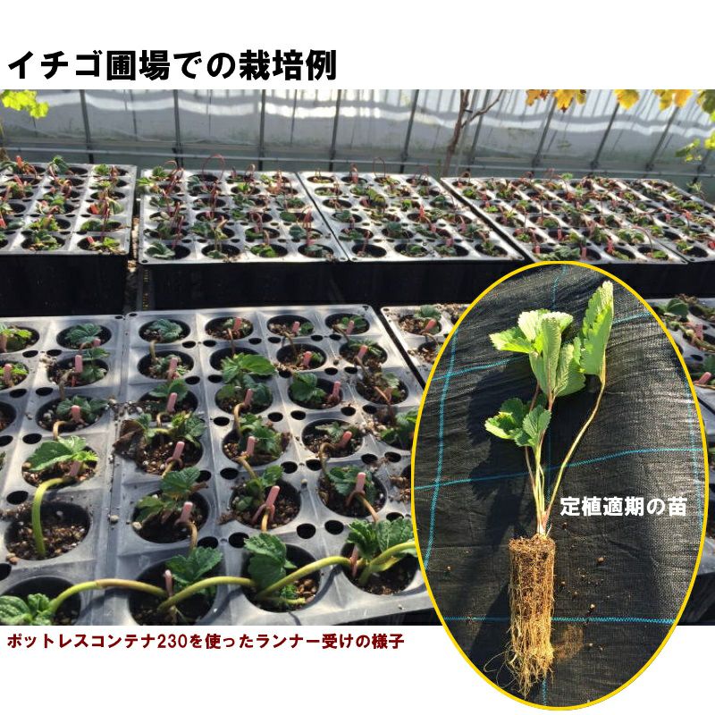 ポットレスコンテナ230 24穴 20枚セット 樹木苗の育苗、イチゴの