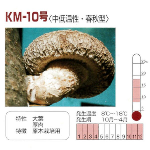 きのこ種駒菌】加川 しいたけ菌 KM-10号（1000駒）＜中低温性＞春・秋