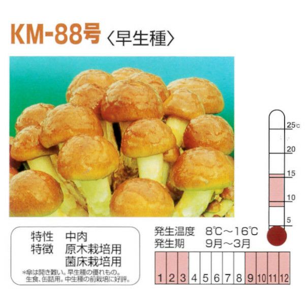 きのこ種駒菌】加川 なめこ菌 KM-88号（250駒）＜早生種＞ 種菌 | 農家